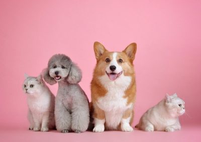 Pet Spa Business for Sale