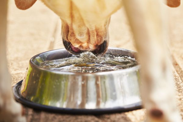 Why Does My Dog Cough After Drinking Water? - Dogs of Miami