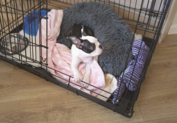 Crate Training for All Ages