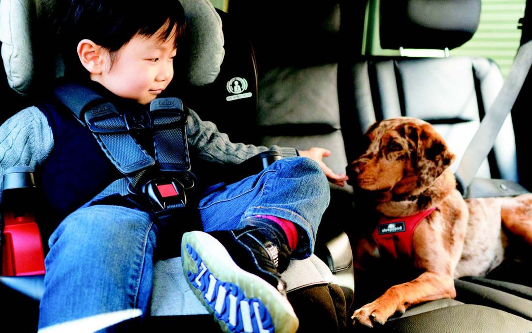 Should Your Dog Travel With You?