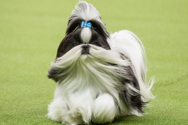 Shih Tzu