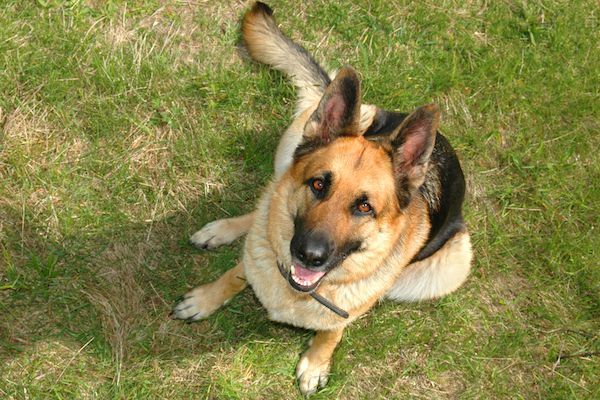 German Shepherd Dog