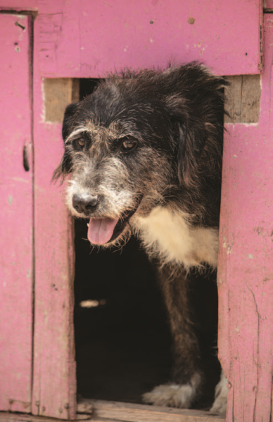 Saving Guadalajara’s Street Dogs