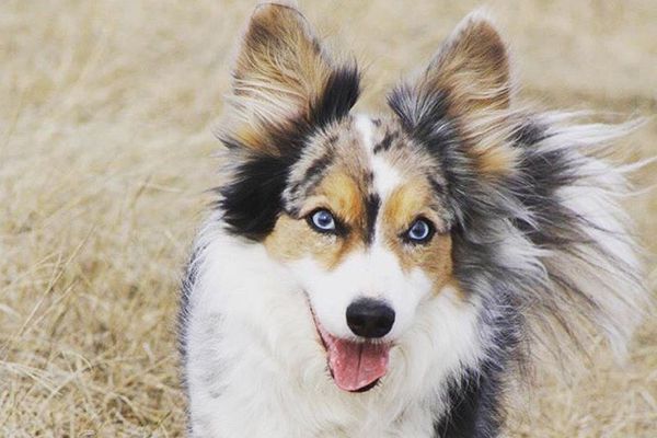 Cardigan Welsh Corgi