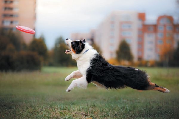 Australian Shepherd