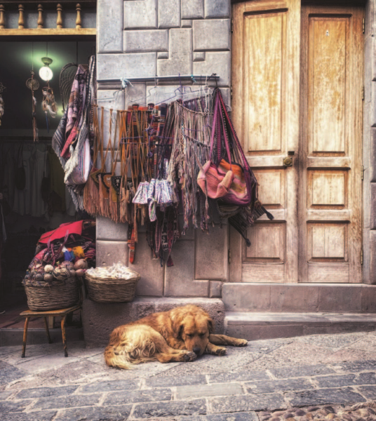 Picture Perfect Dogs of Peru