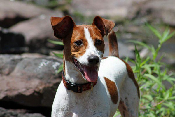 Rat Terrier