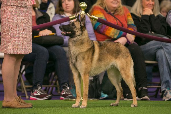 Belgian Malinois