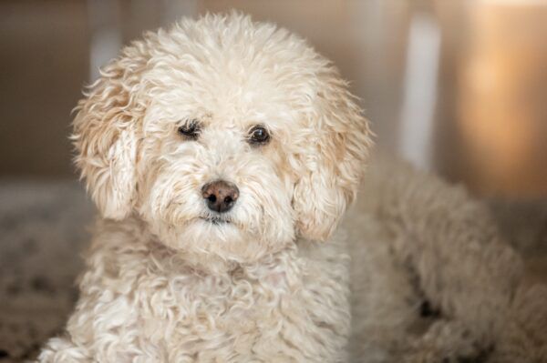 What’s the Difference Between F1 vs F1B Goldendoodles?