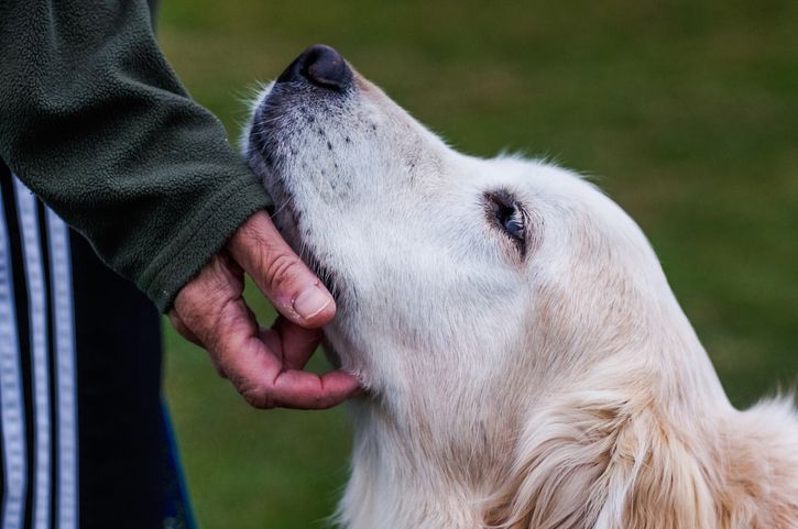 Dog Years to Human Years: What’s the Latest Math?