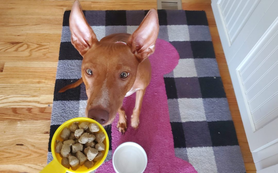 How Much Food to Feed My Dog — Based on Breed and Size