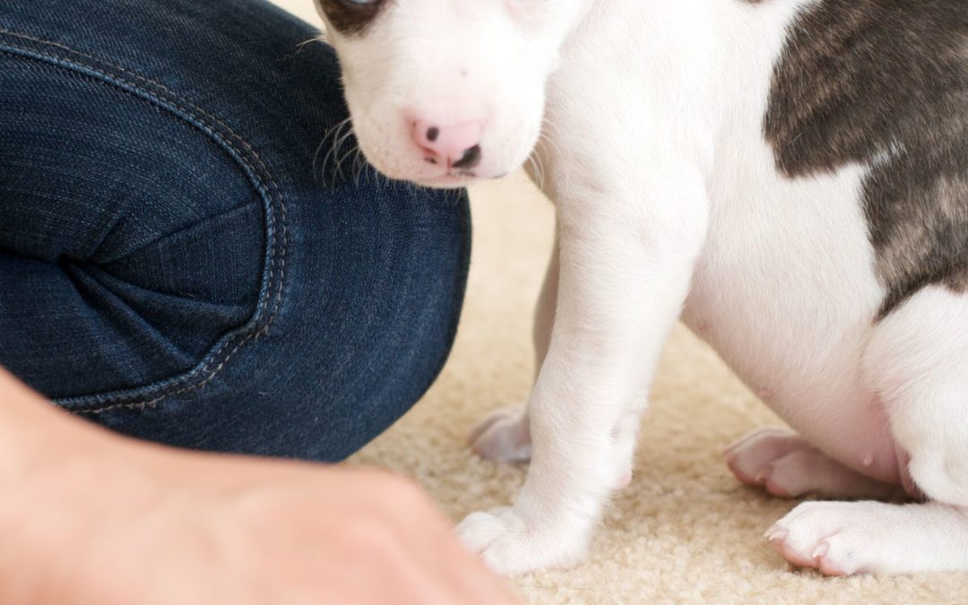 How to Get Dog Pee Out of Your Carpet