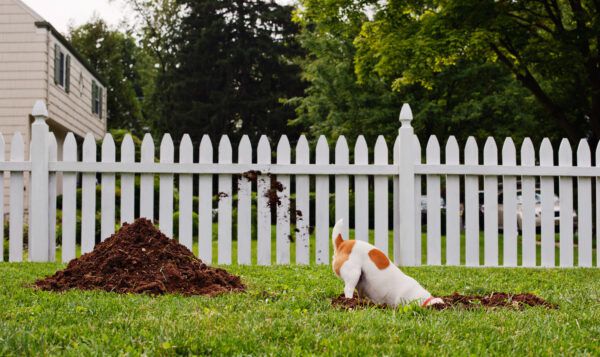 How to Stop Your Dog from Digging