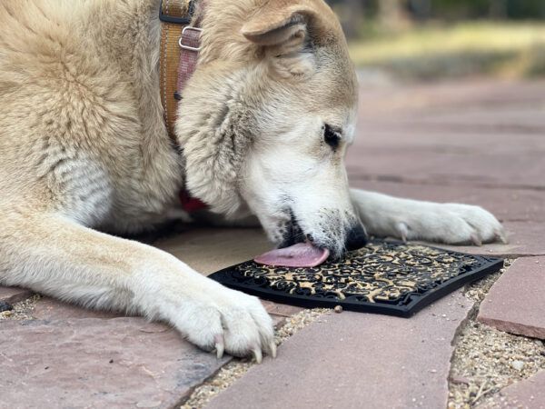 What are Slow Feeder Dog Bowls and How to Use Them