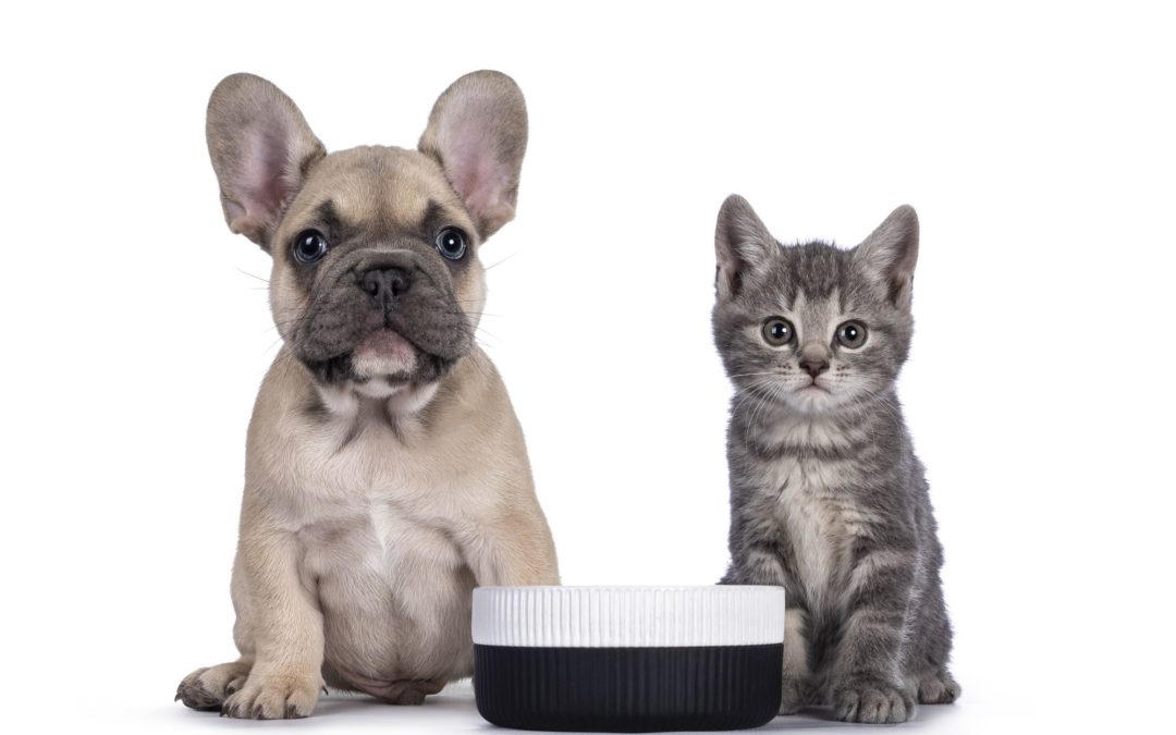 Can Dogs Eat Cat Food?