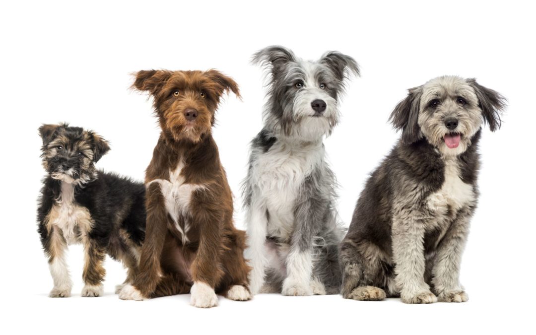 Do Mixed Breeds Live Longer Than Purebred Dogs?