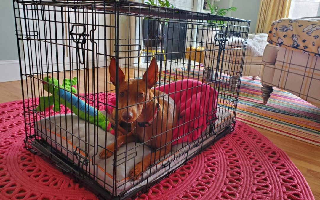 Dog Kennels vs Crates: How to Safely Keep Your Dog Contained