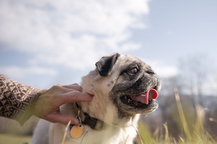 How Tight Should a Dog Collar Be?