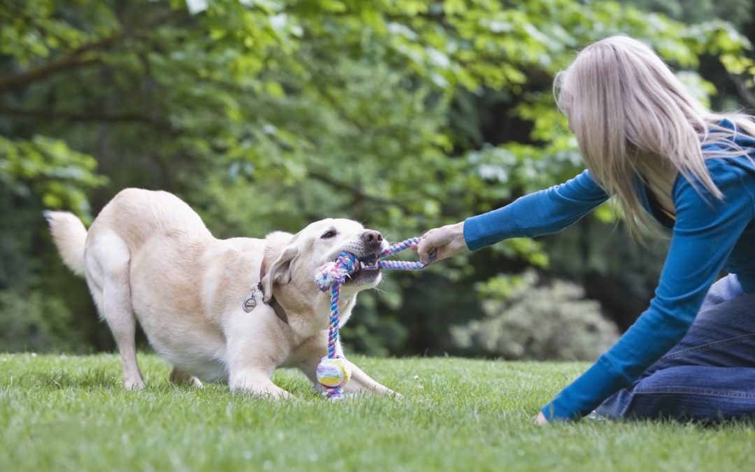 How to Choose Durable Dog Toys