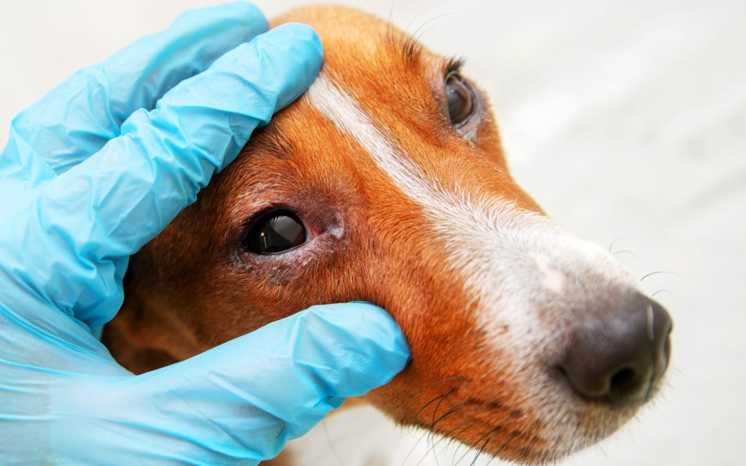 How to Treat a Dog Eye Infection