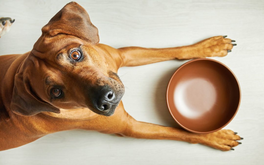 Taurine in Dog Food: Let’s Paw Through the Latest Information