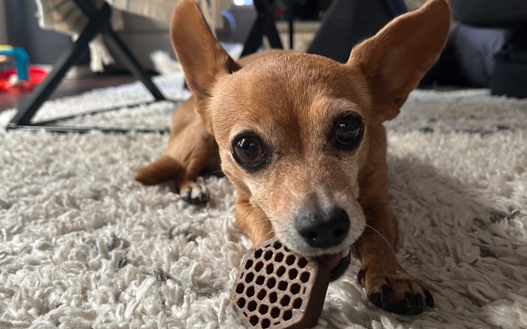 The Latest in Dog Teeth-Cleaning Treats and Toys