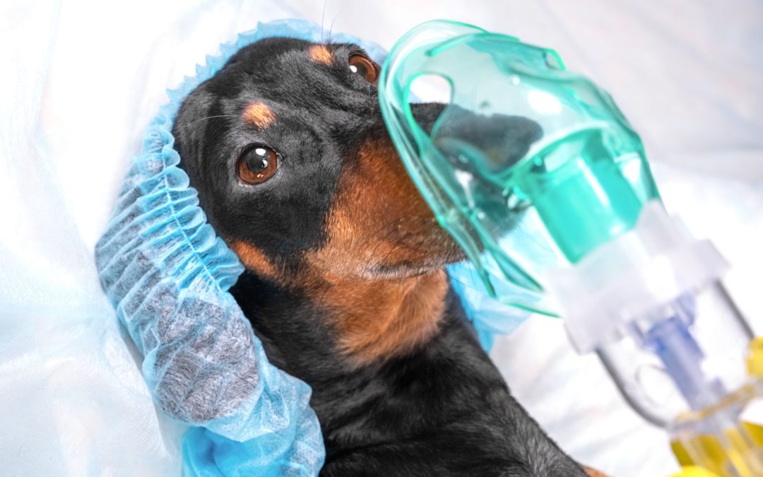 Are There Side Effects of Anesthesia in Dogs?