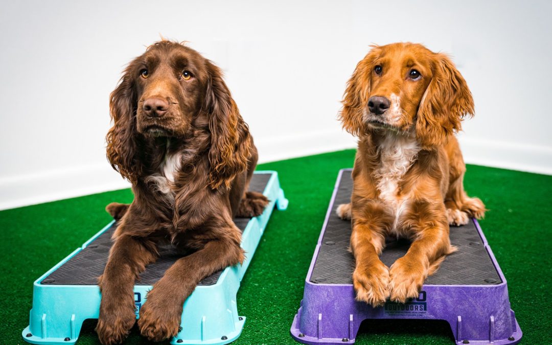 Equipment You’ll Need for a Dog Gym