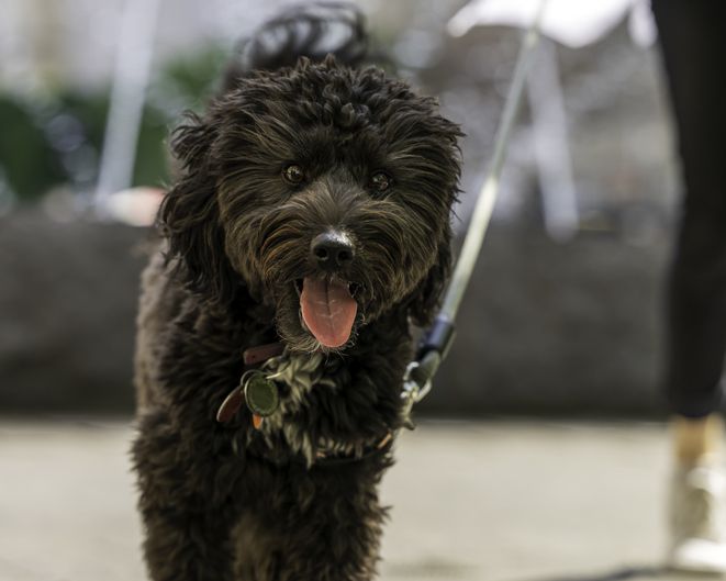 How To Train an Aussiedoodle