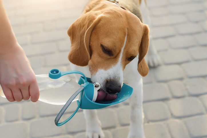 Why Is My Dog Drinking A Lot of Water?