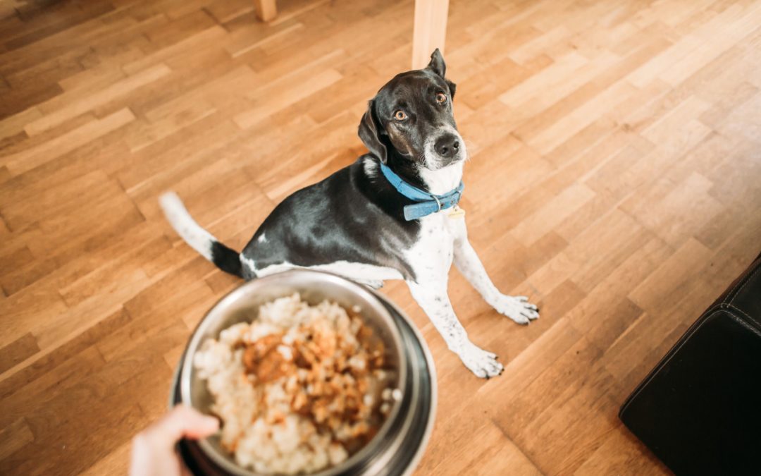 Great High Fiber Dog Foods