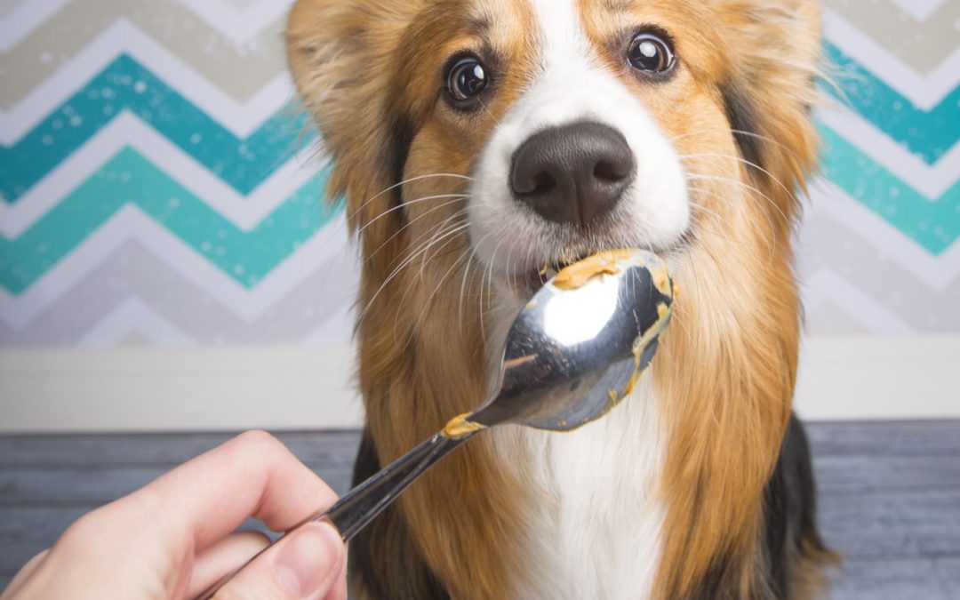 Is Peanut Butter Good for Dogs?