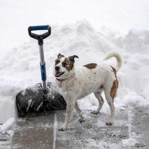 What is Pet-Safe Ice Melt and How to Use It