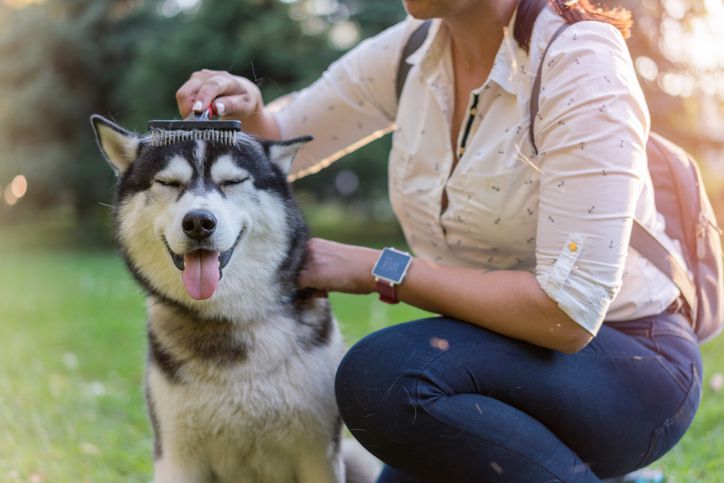 What’s the Best Dog Brush for Shedding?