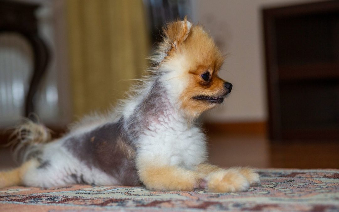 How to Treat Alopecia in Dogs