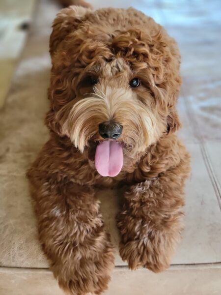 Labradoodle