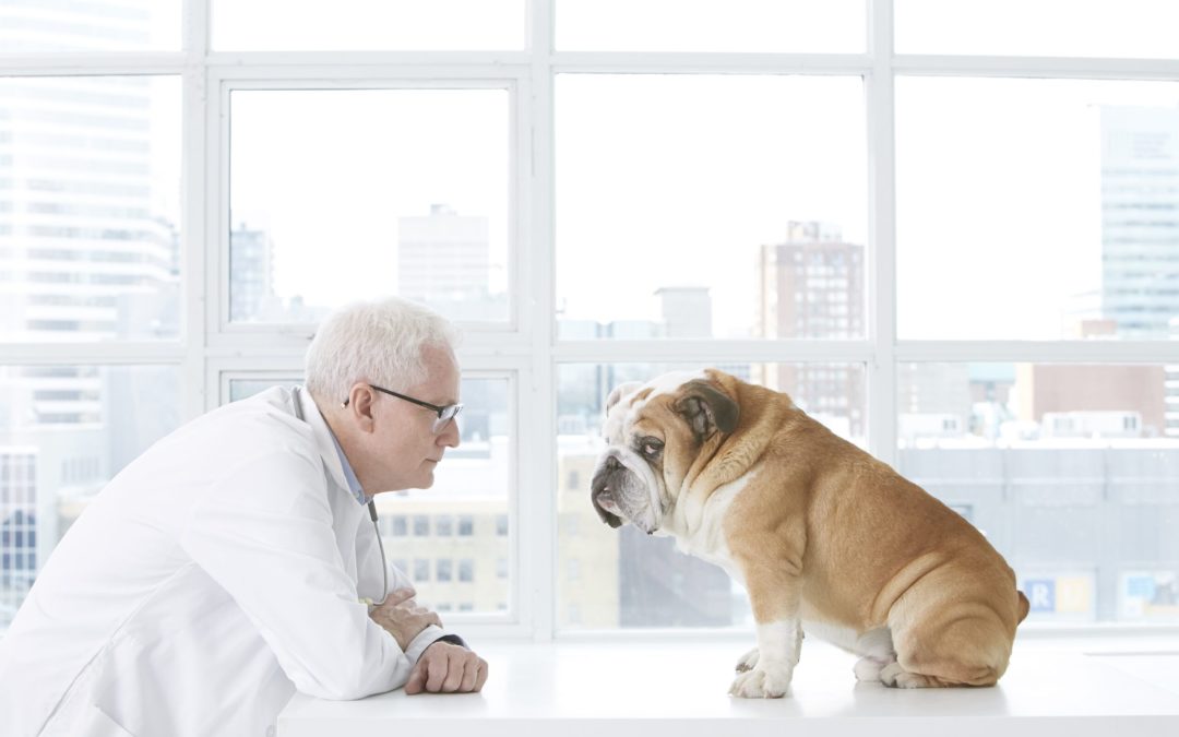 Top 5 Popular Prescription Medications to Treat Anxiety in Dogs