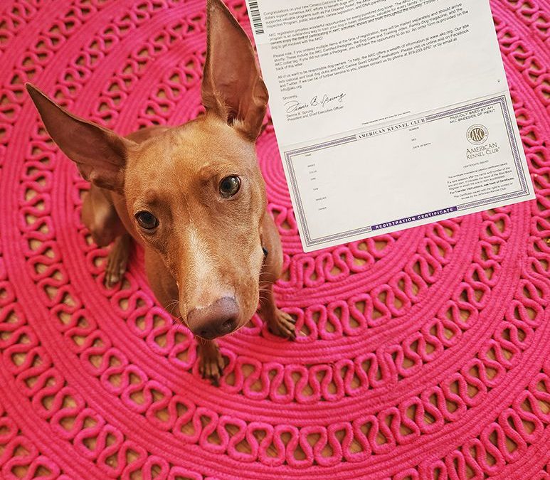 What Are Dog Registration Papers?