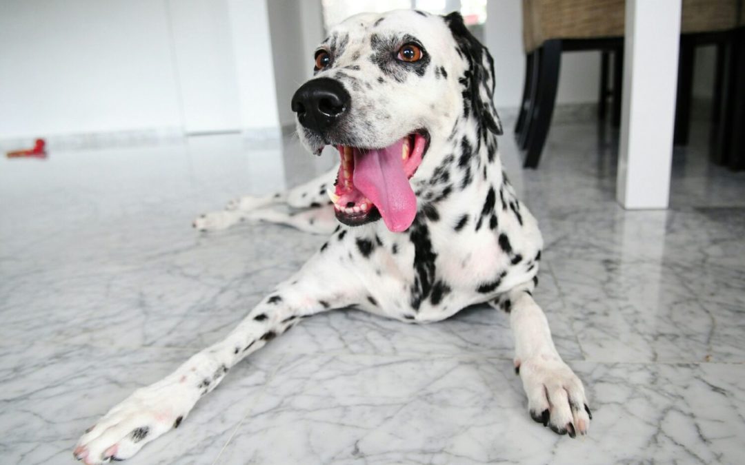 What is the Dalmatian Temperament Like?