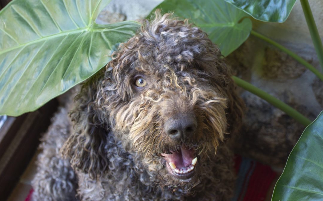 Keep Up with the Spanish Water Dog Breed