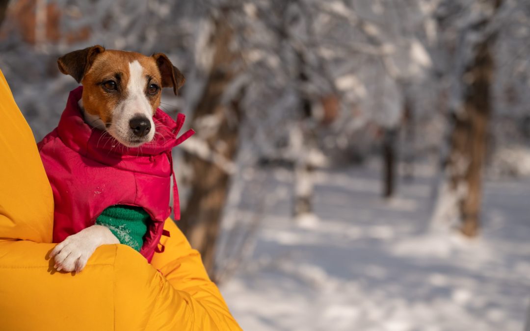 Must-Have Cold-Weather Gear for Dogs