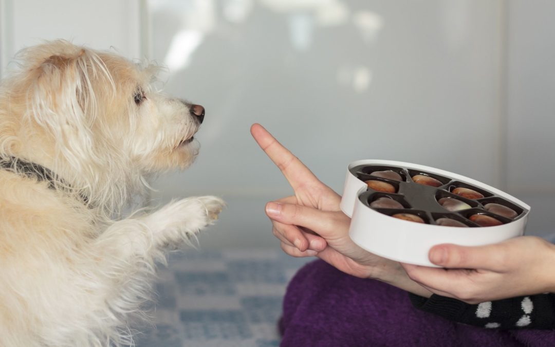 What To Do If Your Dog Eats Chocolate