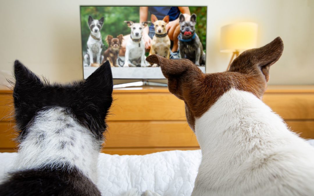 Do Dogs Watch TV and What Do They See?