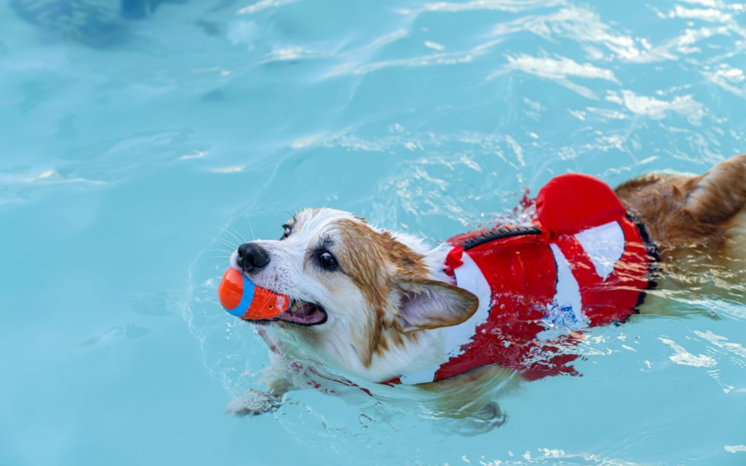 How to Teach a Dog to Swim