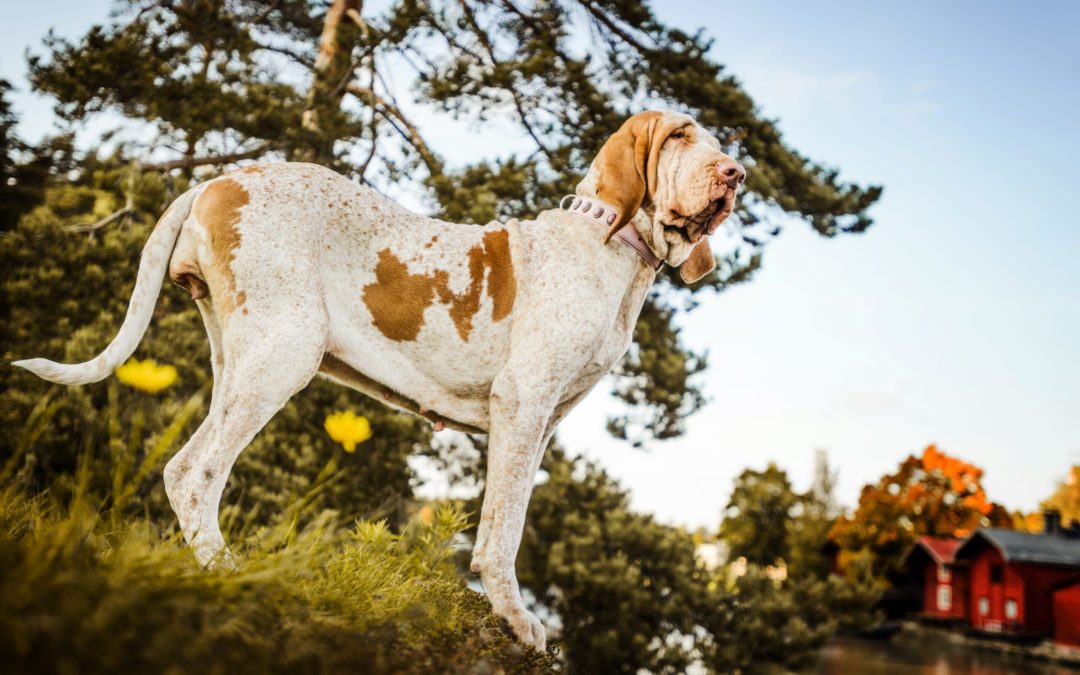 Say “Ciao” [Hello] to the Bracco Italiano