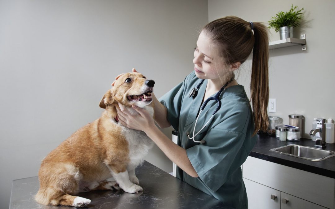 Cancer in Dogs: Signs, Symptoms and Advancement in Treatment