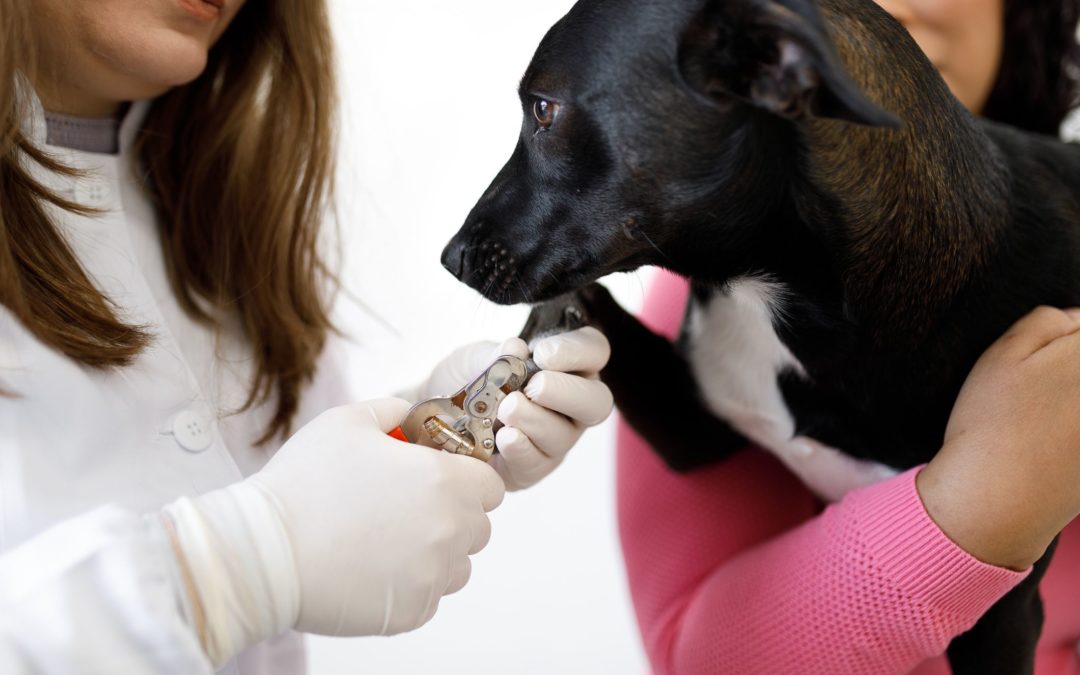 How to Cut Black Dog Nails