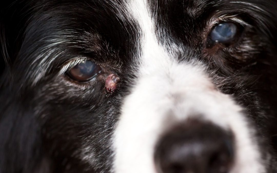 Types of Cysts on Dogs and How to Treat Them