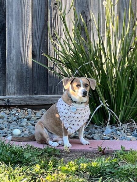 Common Beagle Mixes