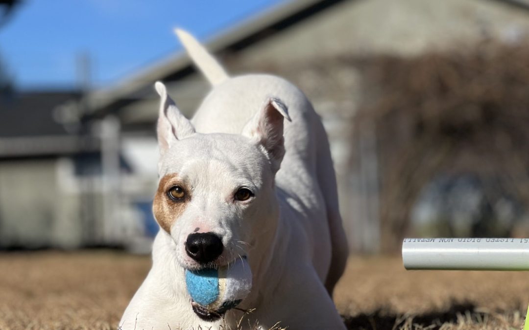 Dog Play Bow: What Is It and What Does It Mean?